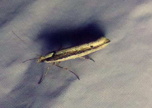Ypsolopha ustella